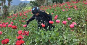 Guatemalan Poppy Farmers Suffer as Fentanyl Overtakes Heroin in the US