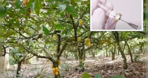 World’s Chocolate Supply Under Threat By Virus, Researchers Call for Cacao Trees To Be Vaccinated