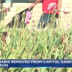 Dozens of Marijuana Plants Removed from Wisconsin Capitol Tulip Garden