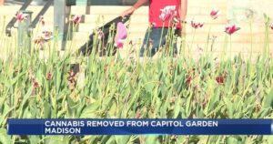 Dozens of Marijuana Plants Removed from Wisconsin Capitol Tulip Garden