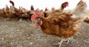 Governor Signs Disaster Proclamation as Officials Order Killing of 4.2 Million Chickens