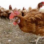 Here We Go: FDA Warns for Potential Bird Flu Pandemic That Could Kill One in Four Americans