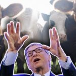 Bill Gates Wants a Vaccine to Stop Cow Farts, Save Planet From So-Called Climate Change