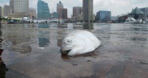 WTF: Baltimore, Maryland Invites 125 People to Swim in The Baltimore Harbor Near Bridge Collapse Where Hazardous Materials Spilled into Water, Sewage, Trash, Drug Needles, and Dead Bodies Float