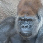 ‘Little Joe,’ Beloved Saint Louis Zoo Gorilla, Dies from Heart Attack Three Years After Receiving COVID-19 Vaccines