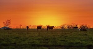 Why Real American Beef Is Under Attack (and 3 Reasons Why Beef Is Unique)
