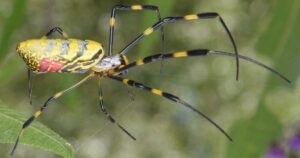 New York Braces for a New Invasion: This Time, Venomous Giant Joro Spiders with 4-Inch Legs Capable of ‘Parachuting’ Through the Air