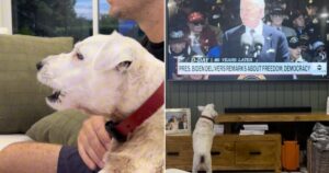 HILARIOUS: Even Dogs Can’t Stand Joe Biden! Watch This Dog Go Berserk When Biden Appears on TV, But Loves Trump! (VIDEO)